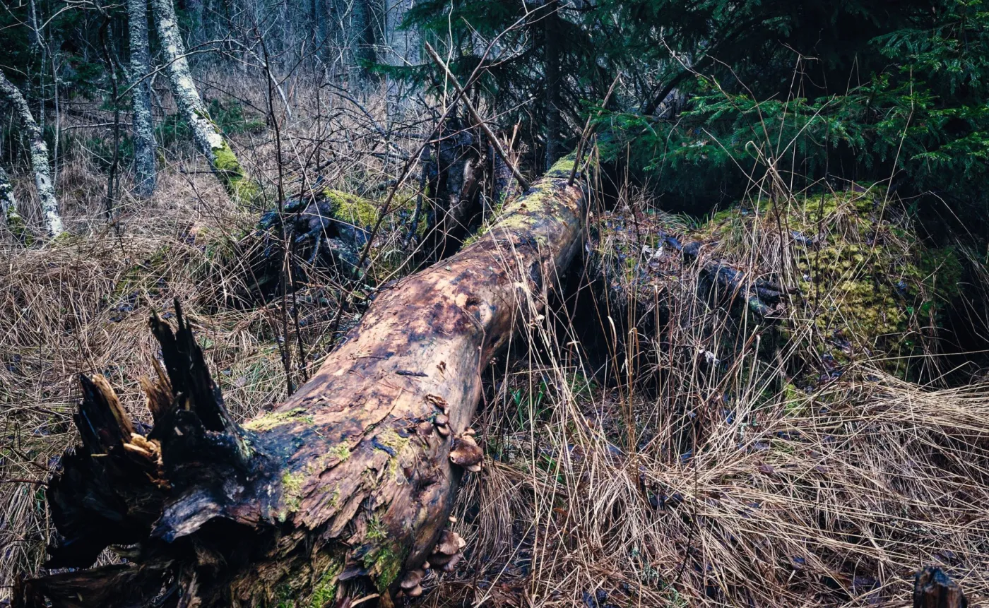 Spór o Puszczę Białowieską: Na miejscu starych drzew powstać ma leśna plantacja