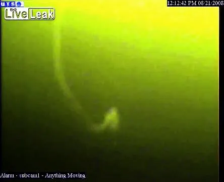 Kreatura z głębin nagrana na wideo