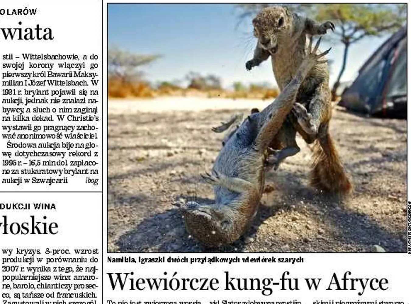 Zobacz niezwykłe kung fu wiewiórki