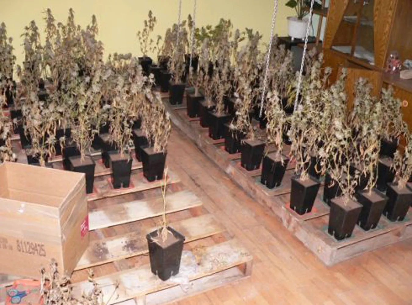 Ogromne plantacje marihuany zlikwidowane