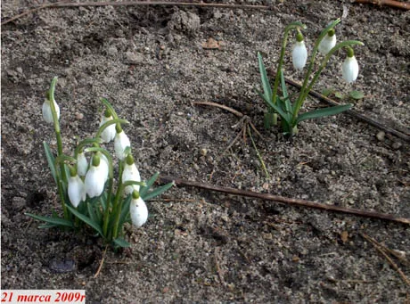 fr_wiosna4_176665a_1213887.jpg