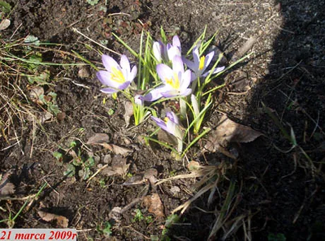 fr_wiosna5_176666a_1213923.jpg