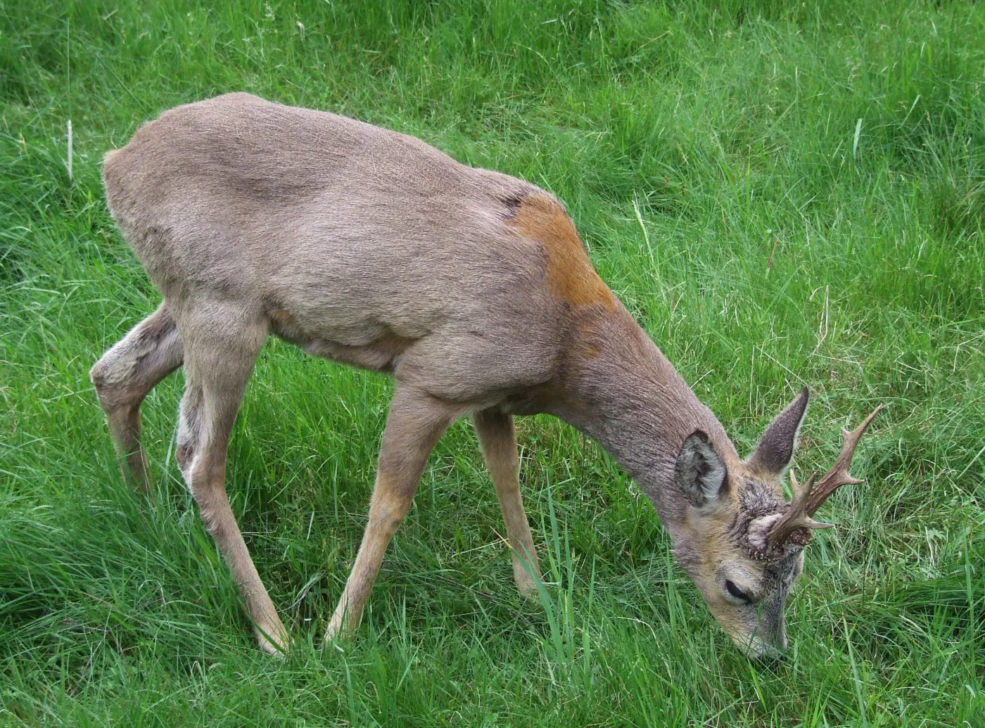 fr_puszcza_fauna4_1571858.jpg