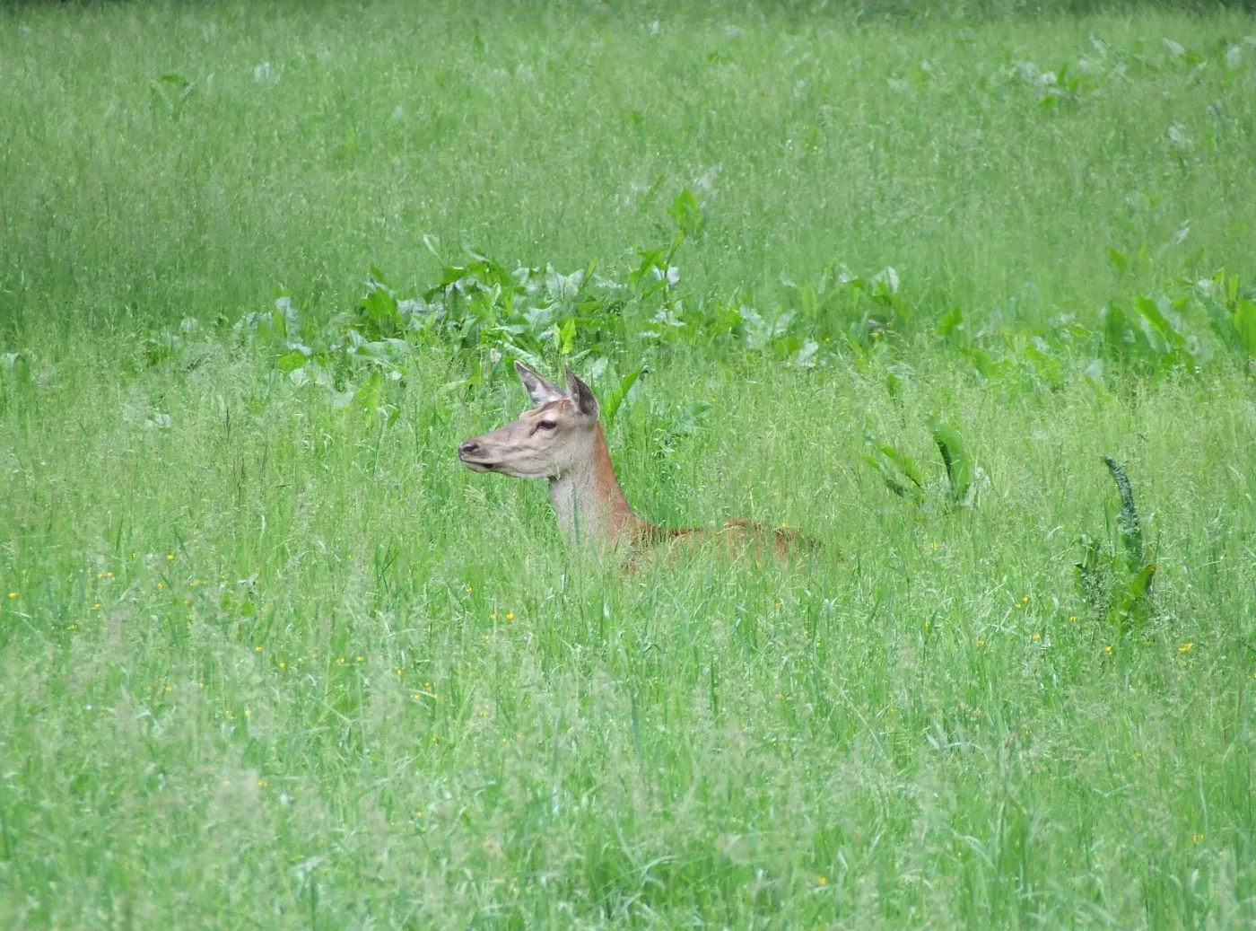 fr_puszcza_fauna6_1571906.jpg