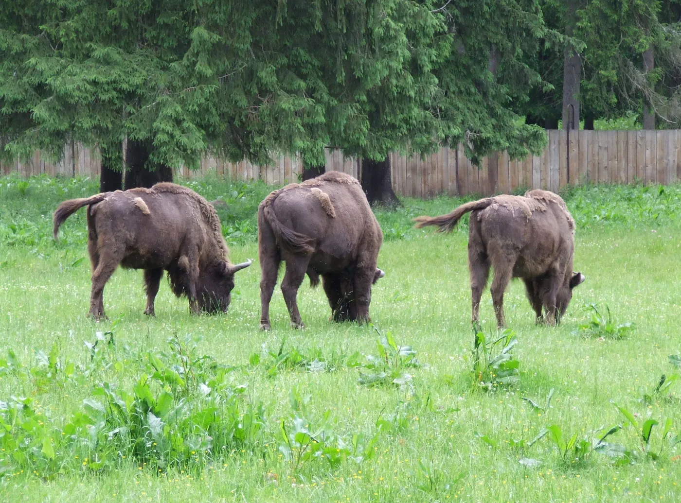 fr_puszcza_fauna7_1571930.jpg