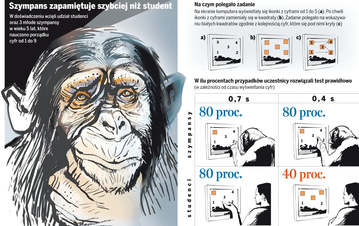 Szympans zapamiętuje szybciej niż student