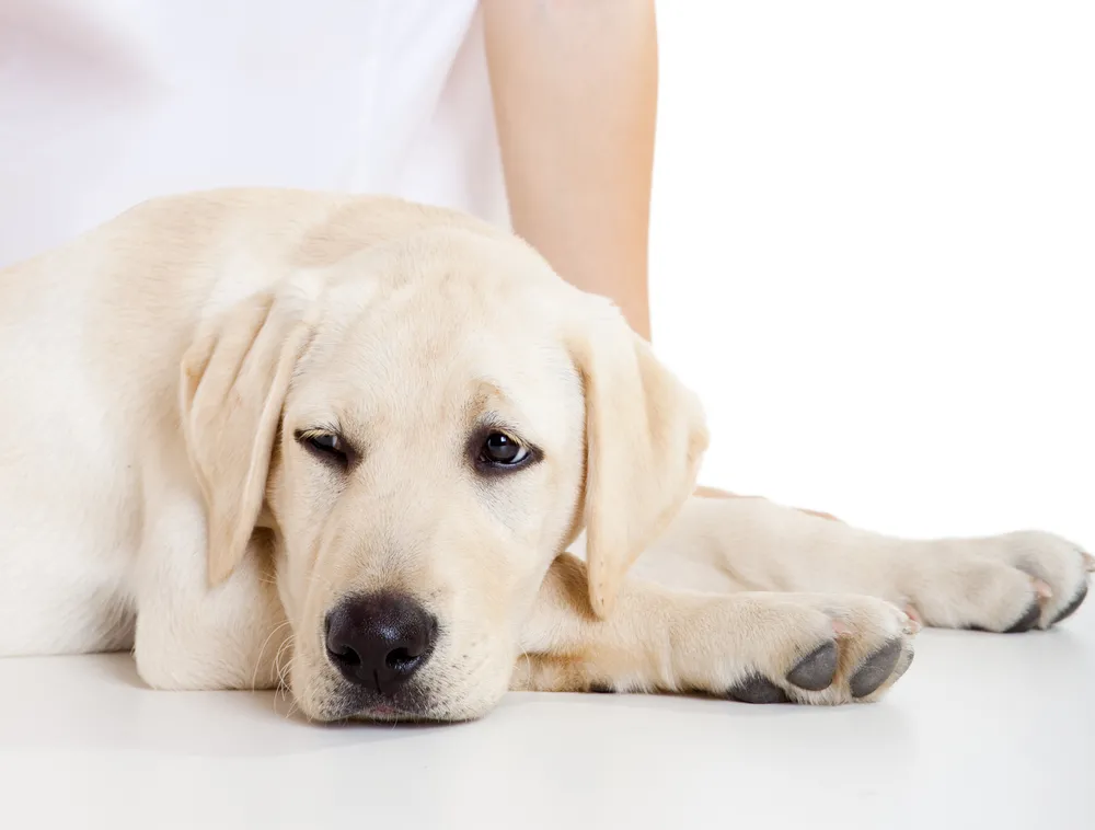 Smutny labrador