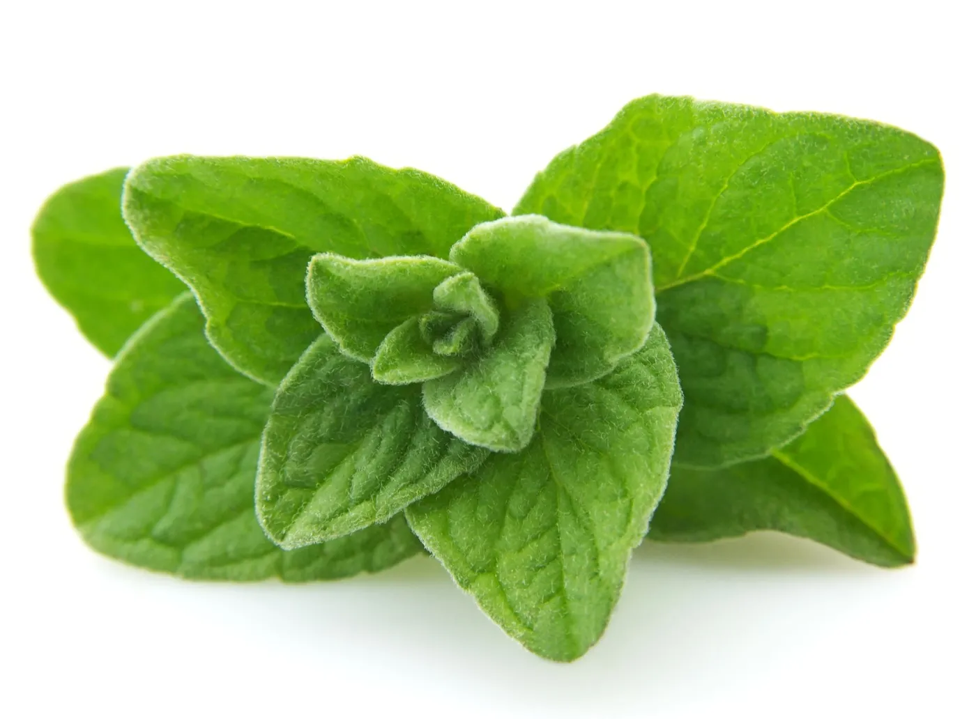 przyprawa oregano