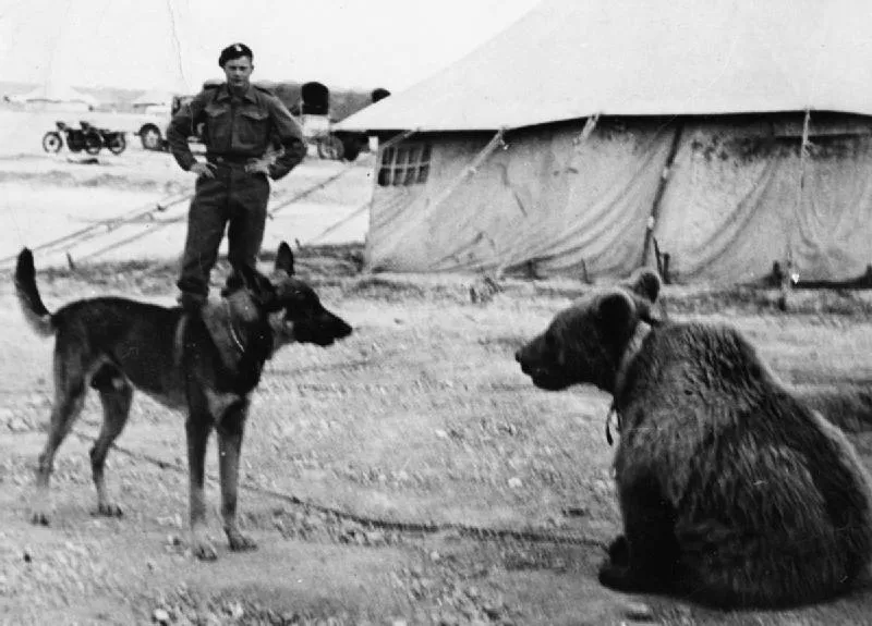 6288713-niedzwiedz-wojtek.jpg