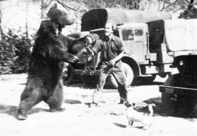 6289188-niedzwiedz-wojtek.jpg
