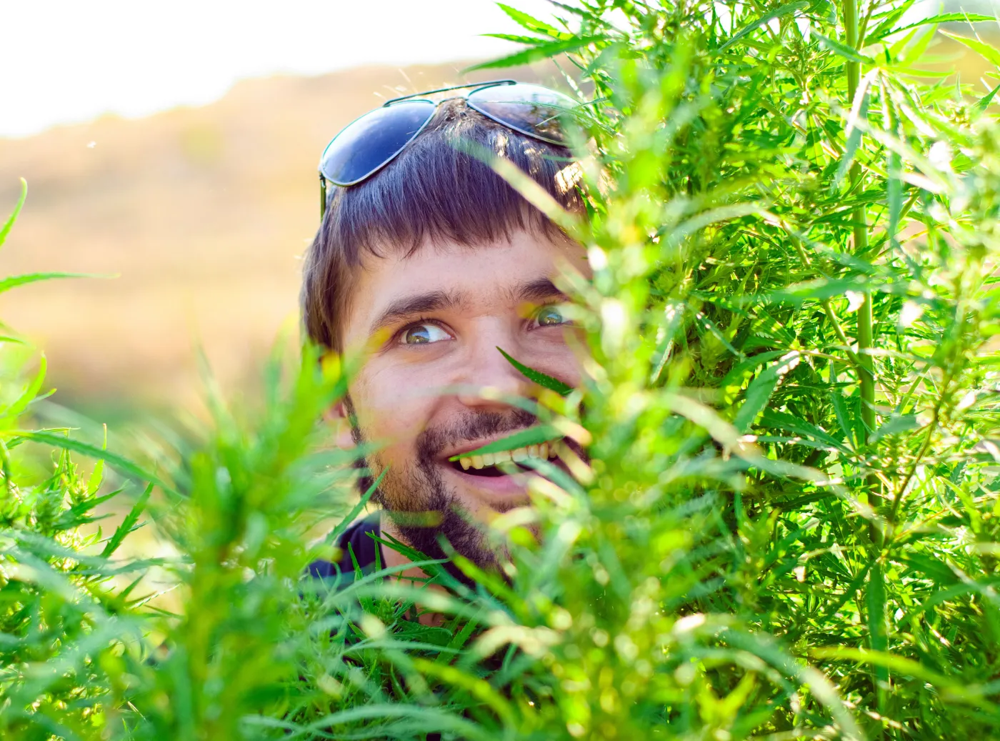 marihuana trawa 