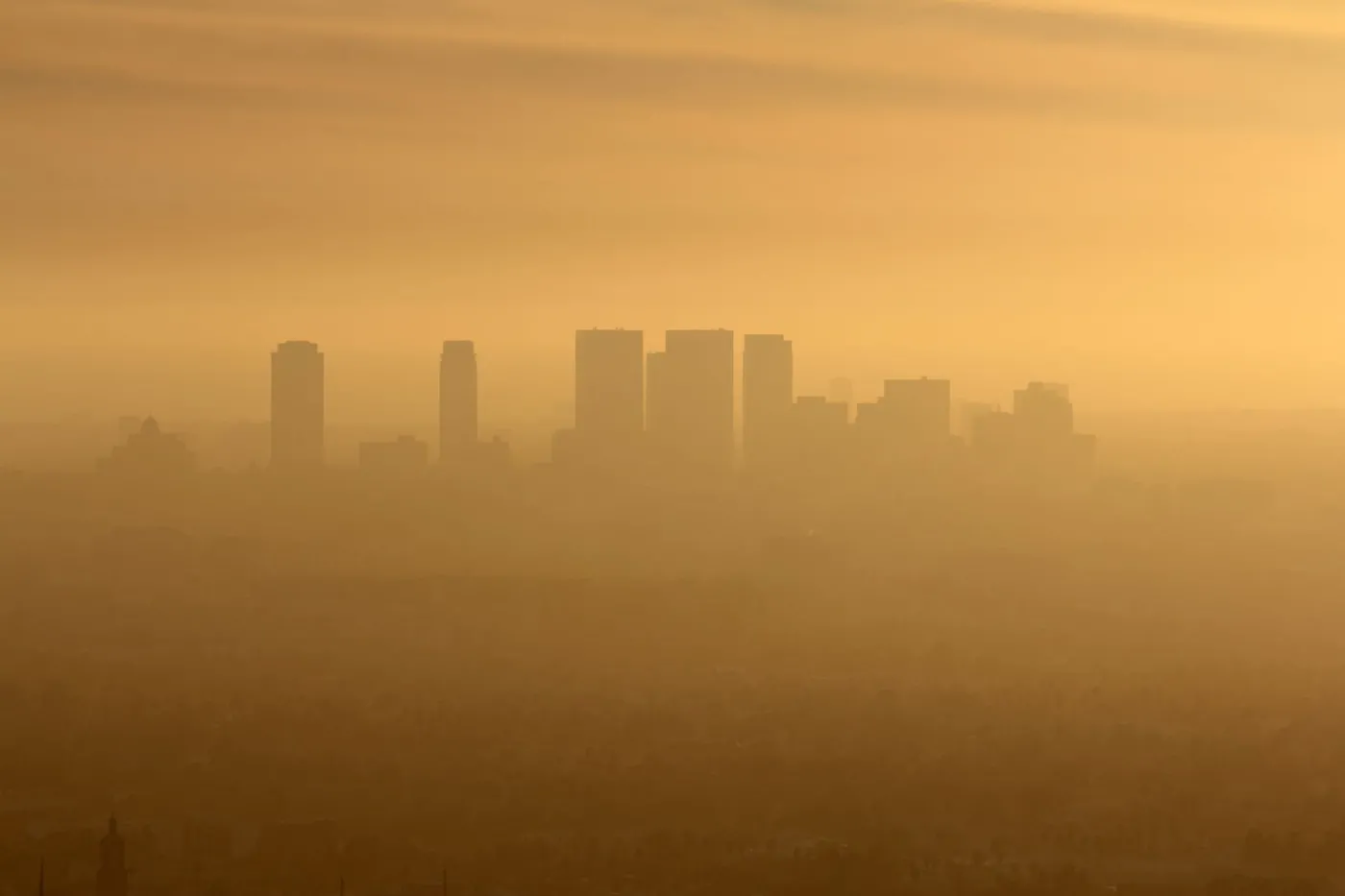 Antysmogowi aktywiści alarmują: Smog wpływa też na skażenie żywności
