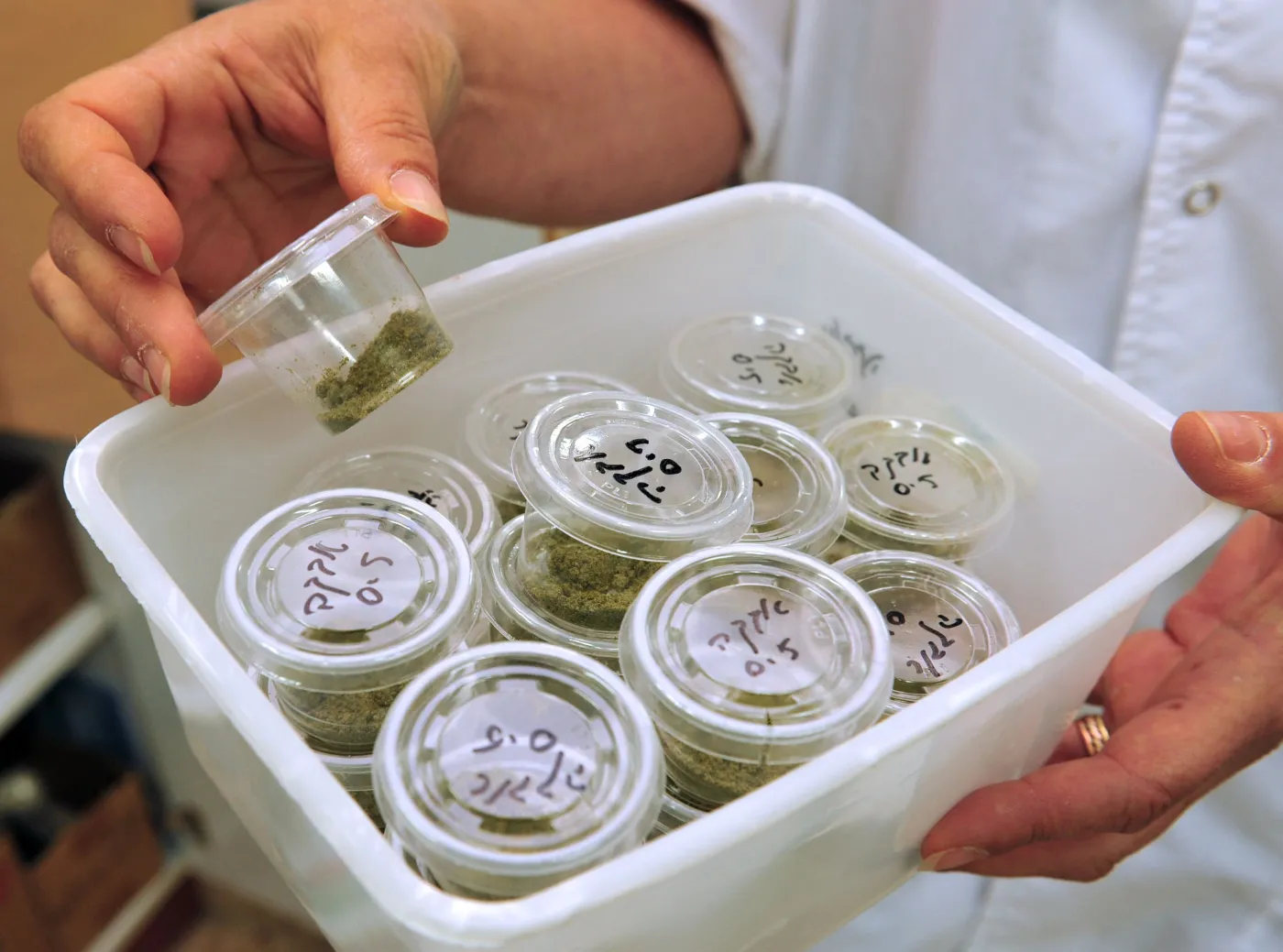 Marihuana medyczna