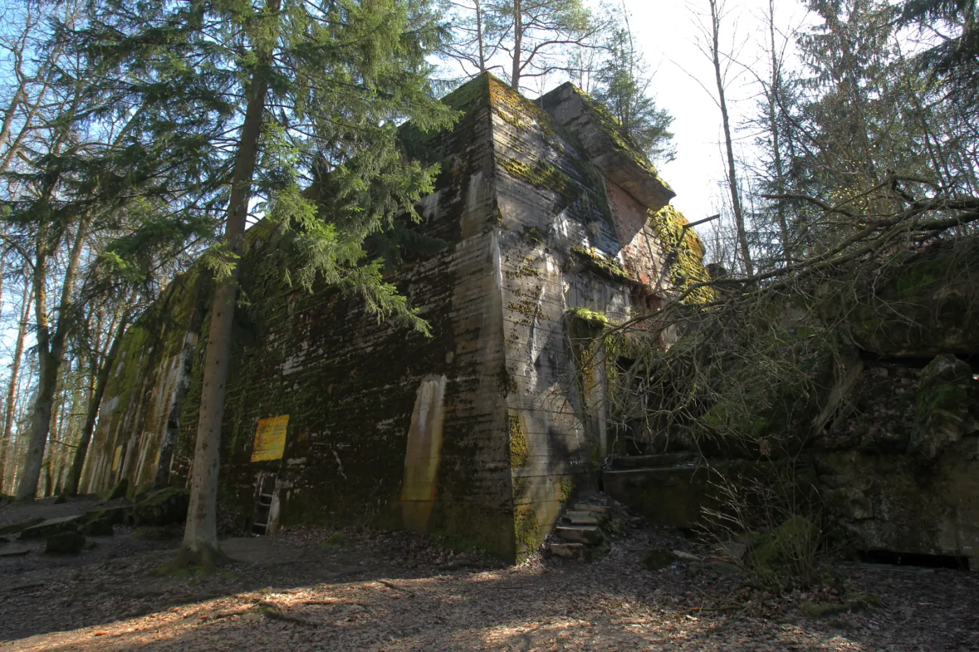 10036555-wilczy-szaniec.jpg