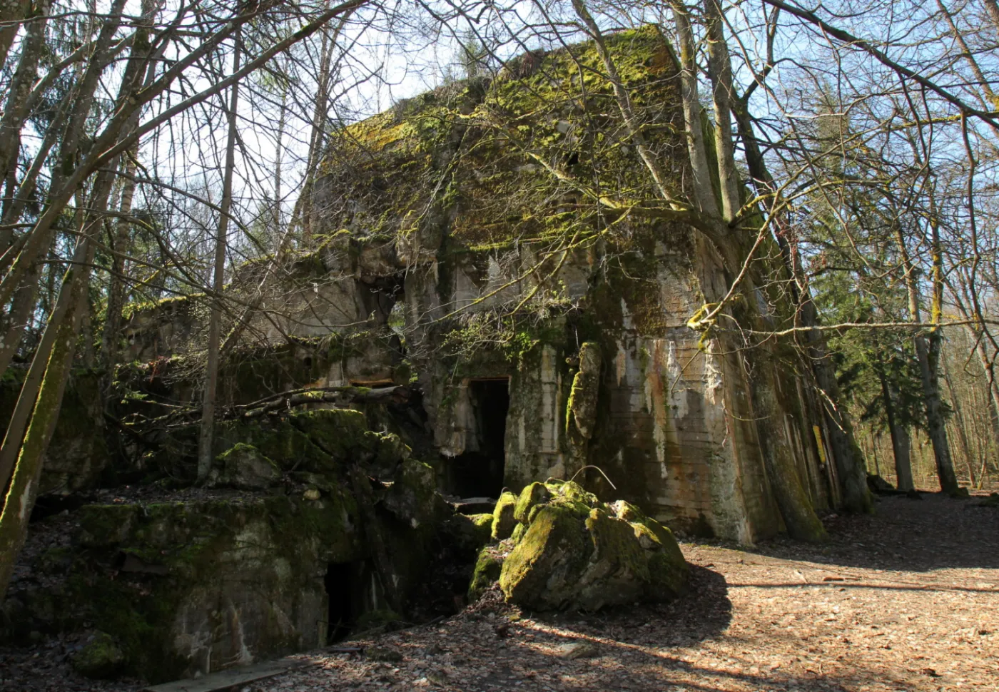10036587-wilczy-szaniec.jpg