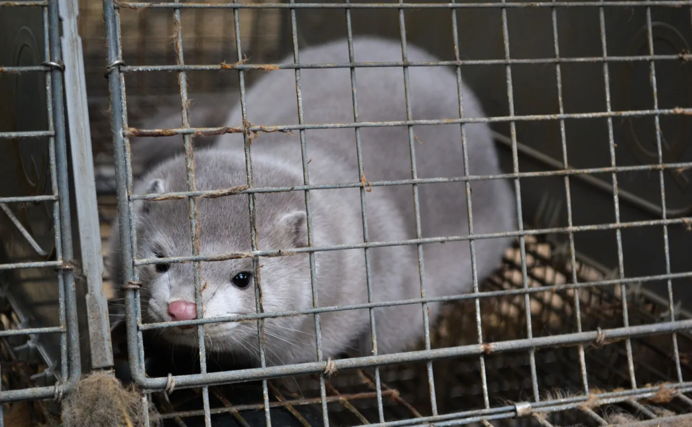 Fermy norek na kwarantannie. Zwierzęta zainfekowane koronawirusem