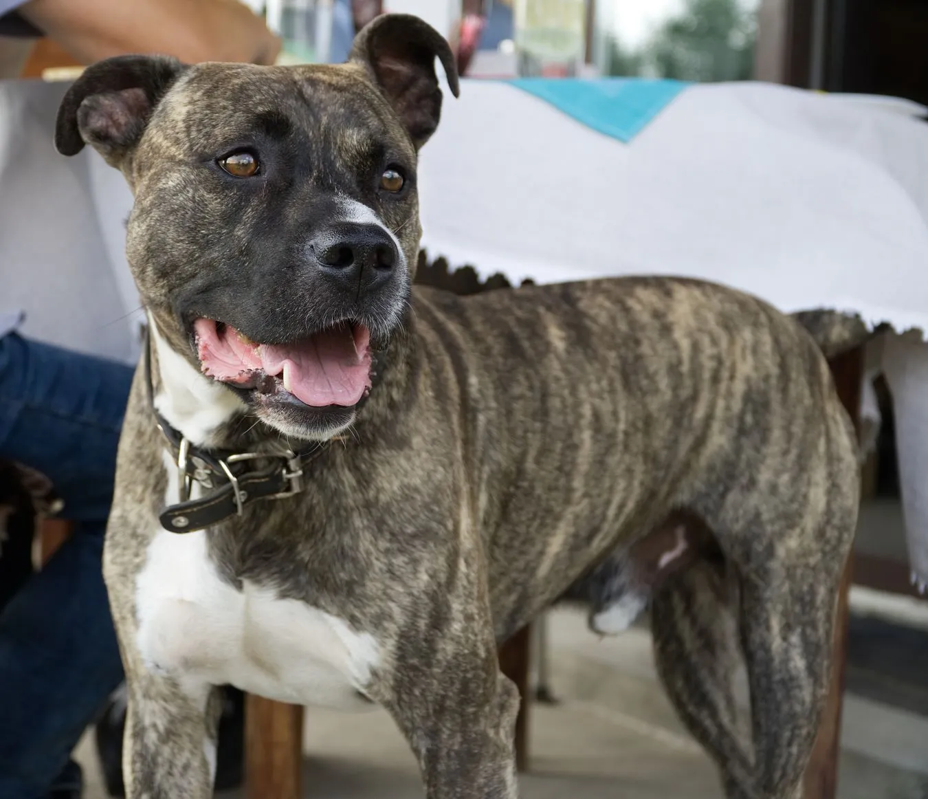 Pitbull terier