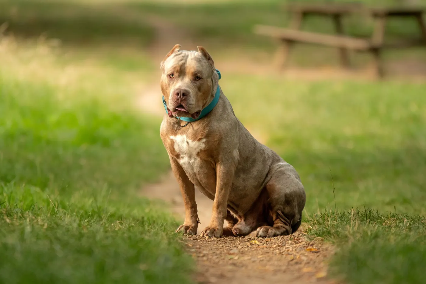 American Bully Xl
