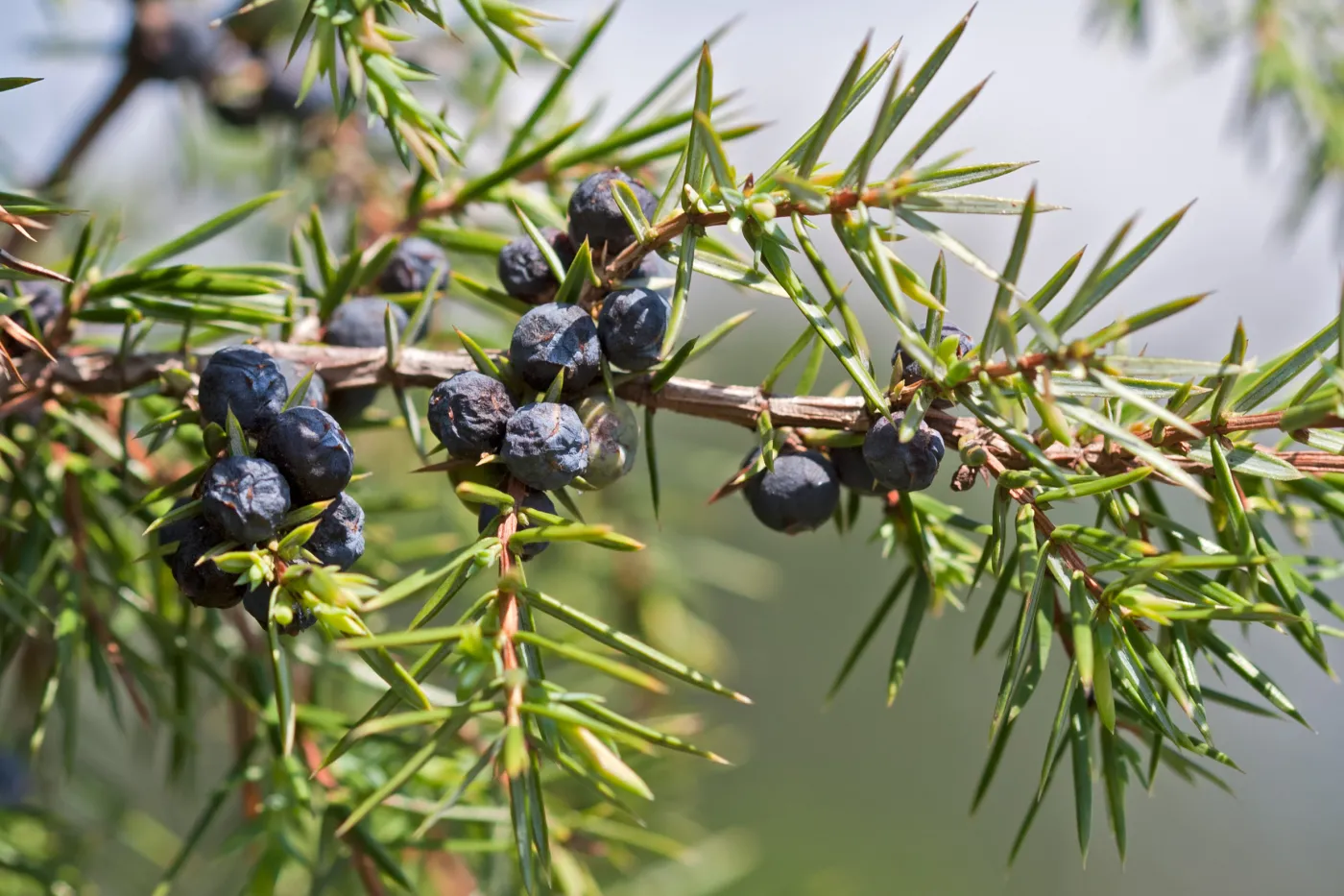 Blueberries,Of,Juniperus,Communis
