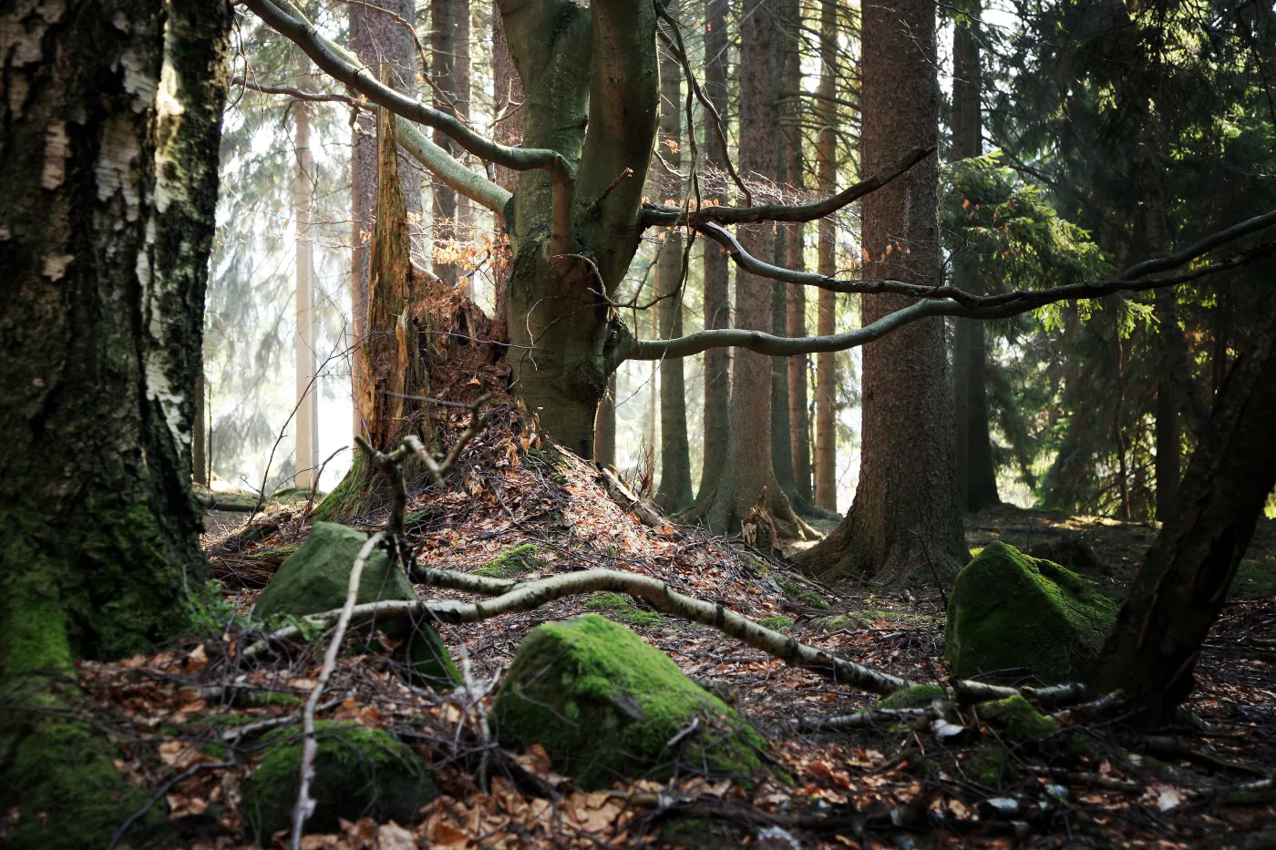 Las, gałęzie, mech