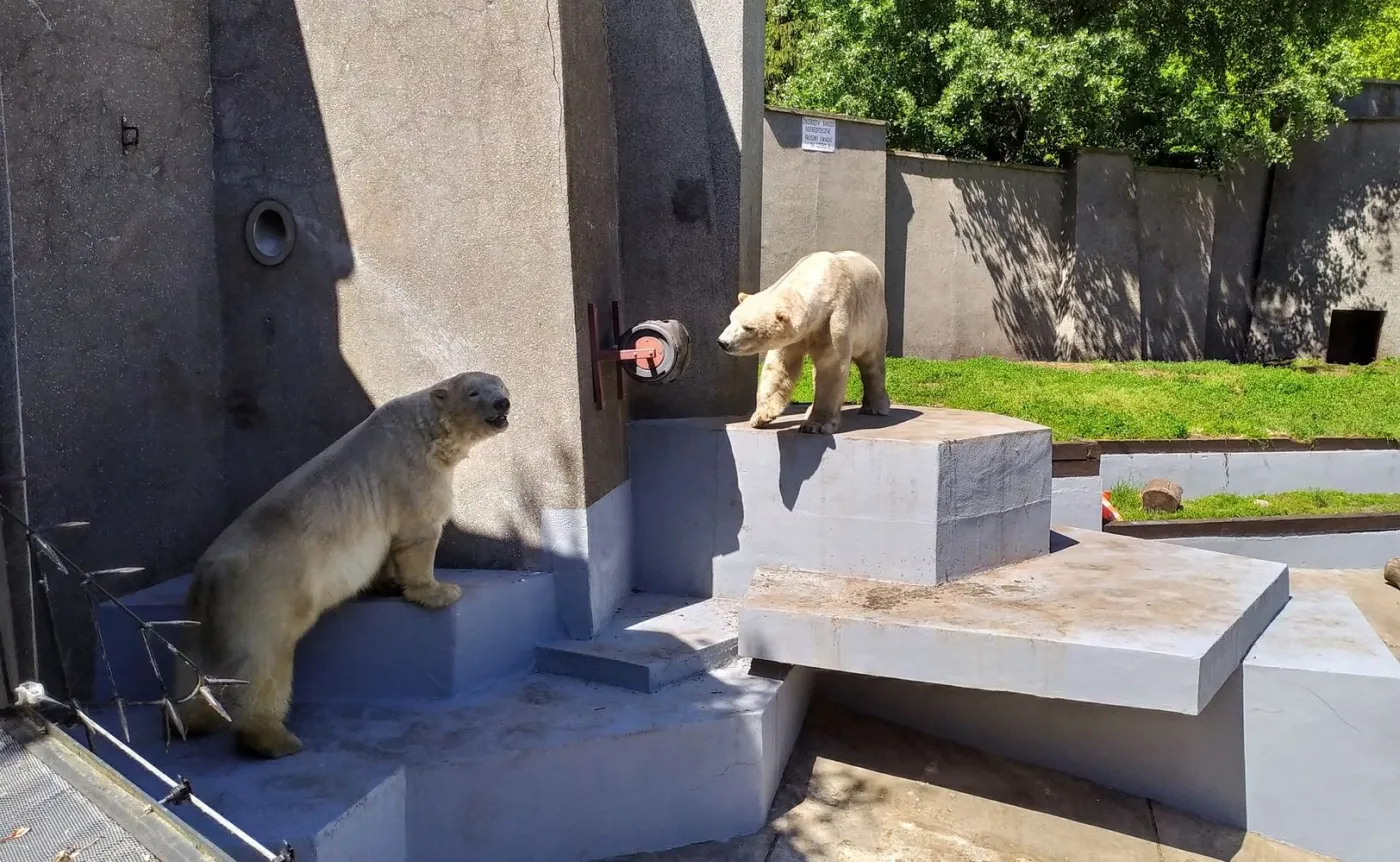 Gregor i Aleut w warszawski zoo