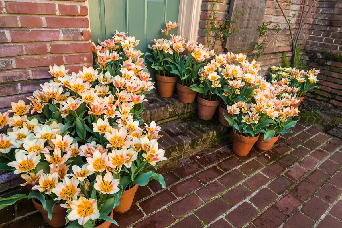 tulipany w donicy