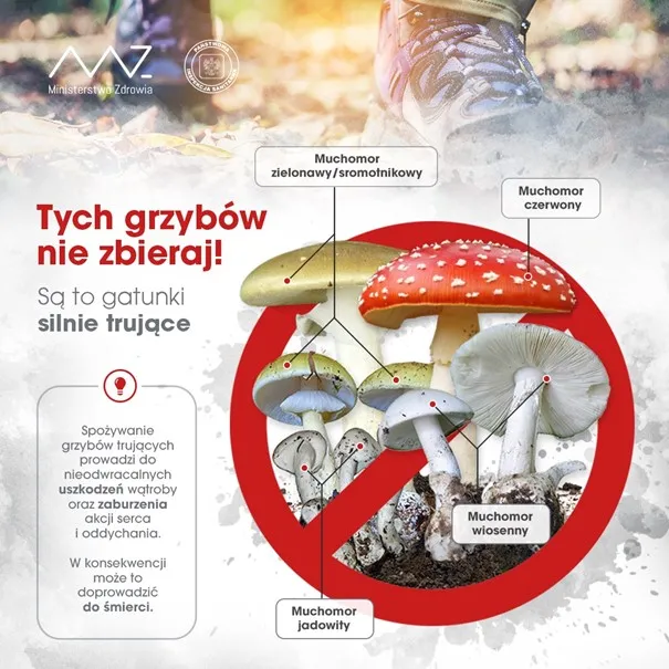 Trujące grzyby