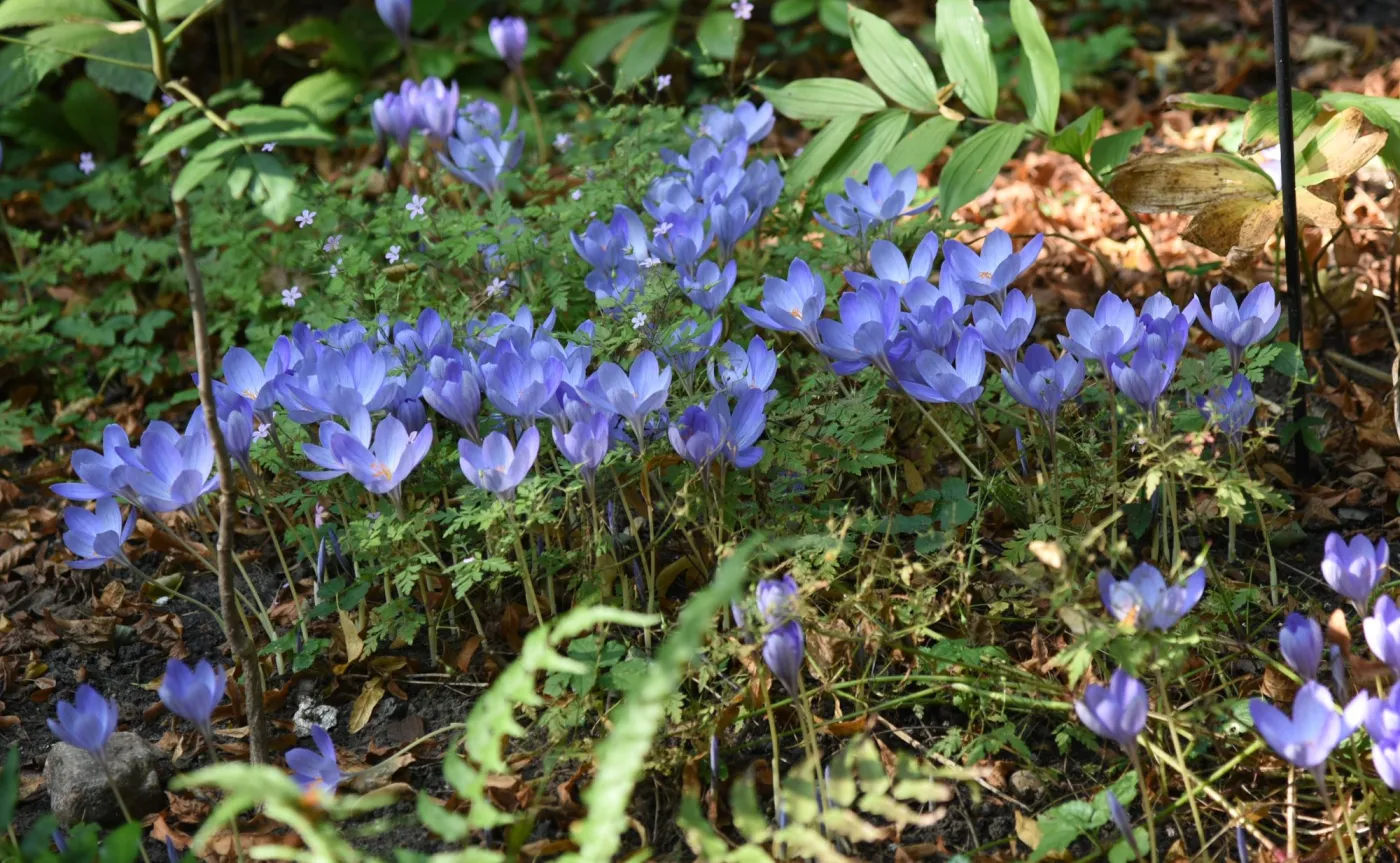 Krokusy jesienne
