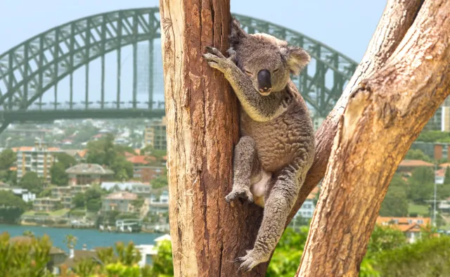 To jego z pożaru lasu ratowali turyści. Ocalony koala Lewis nie żyje [WIDEO]