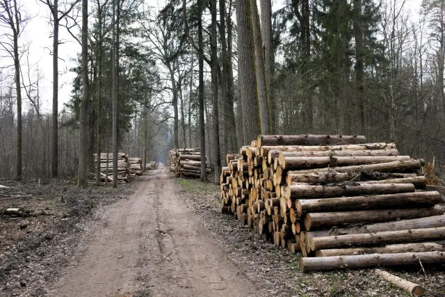 Wyrok na drzewa. Puszcza Białowieska będzie dalej wycinana