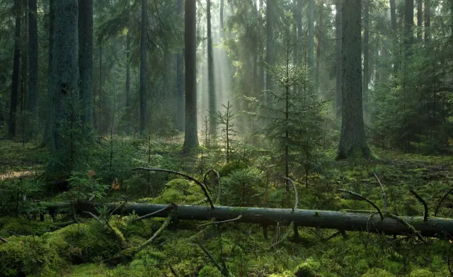 Cała Puszcza Białowieska parkiem narodowym? Senator Gawłowski: Jest projekt takiej ustawy