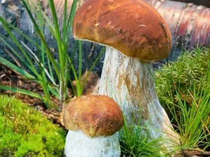 Grzyby w lesie. fot. shutterstock.com