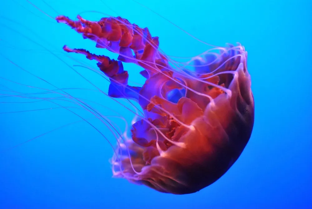 meduza, fot. alexskopje 
