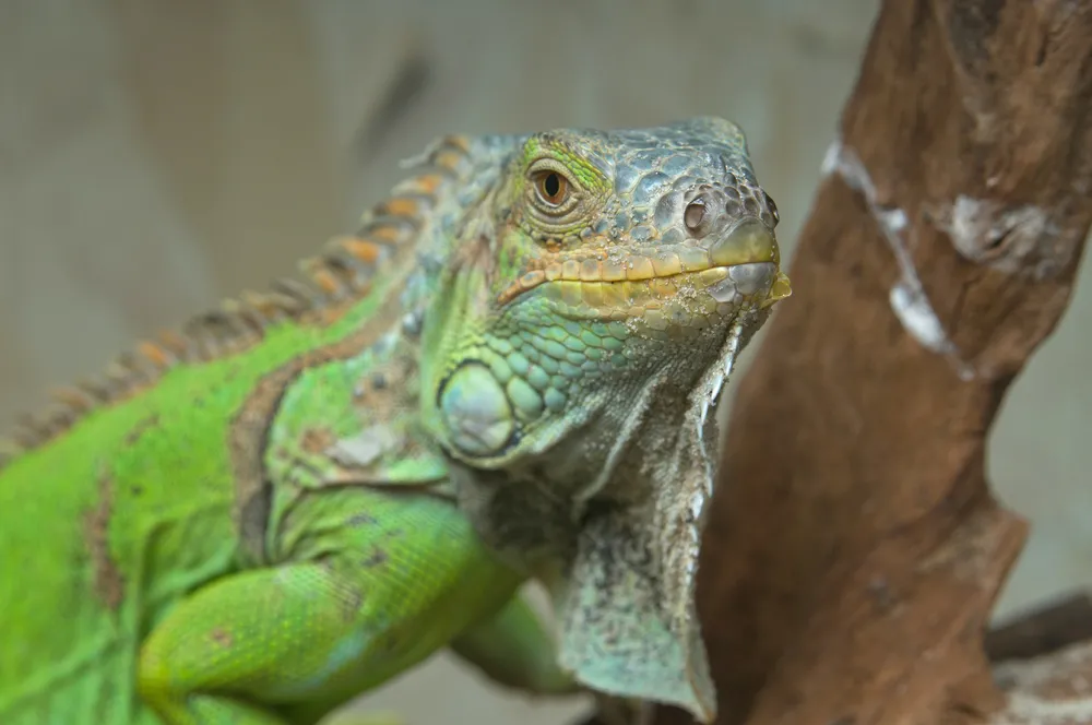 Fressnapf wchodzi na polski rynek zoologiczny ze sklepem Maxi Zoo