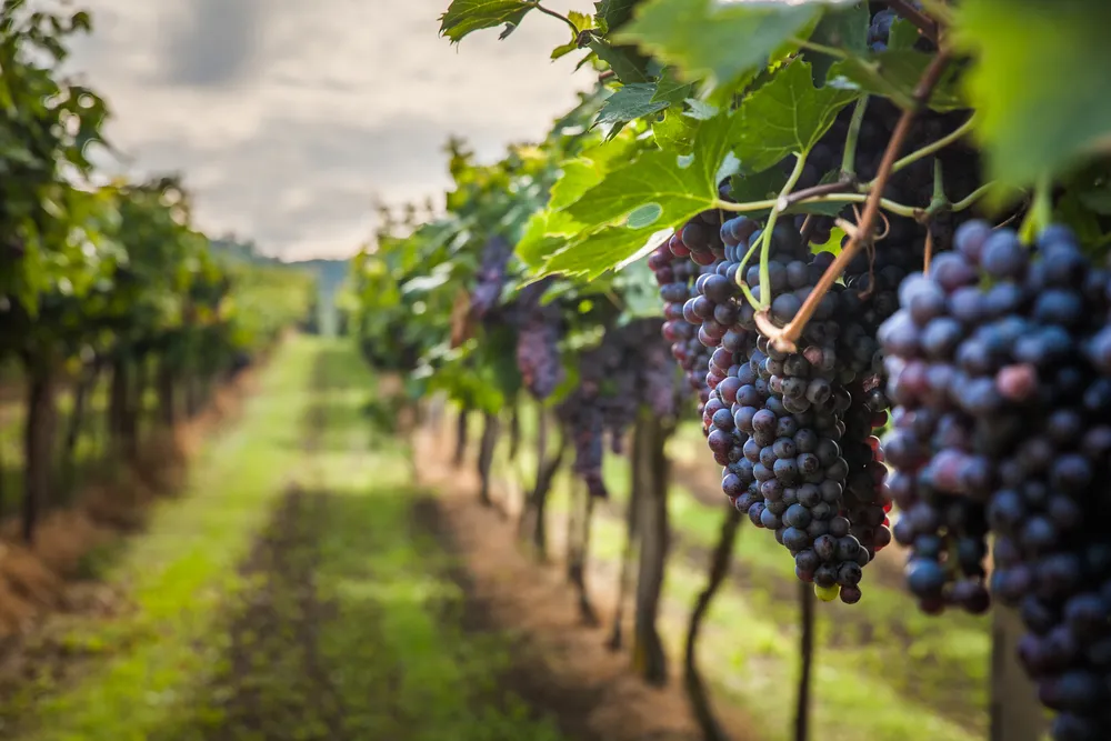 Polscy winiarze doganiają producentów wódki
