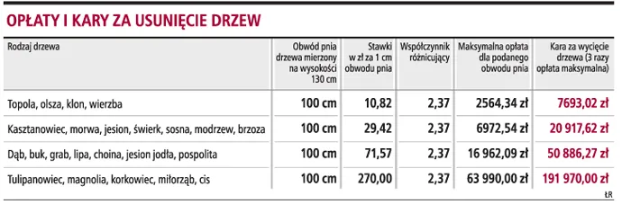 Wycięcie drzewa wymaga zezwolenia