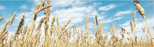 Dobre zboża też posłużą do produkcji prądu