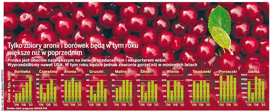 Tylko zbiory aronii i borówek będą w tym roku większe niż w poprzednim