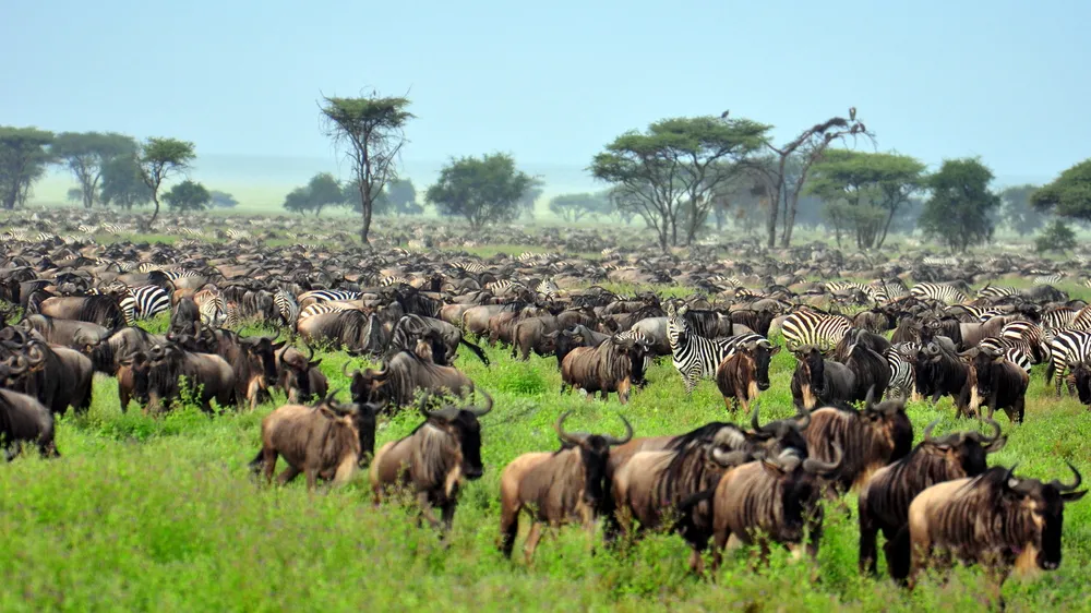 1076212-serengeti-national-park.jpg