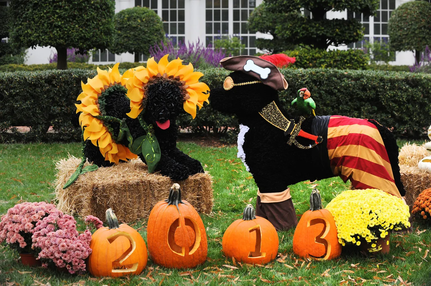 1543921-halloween-w-bialym-domu.jpg