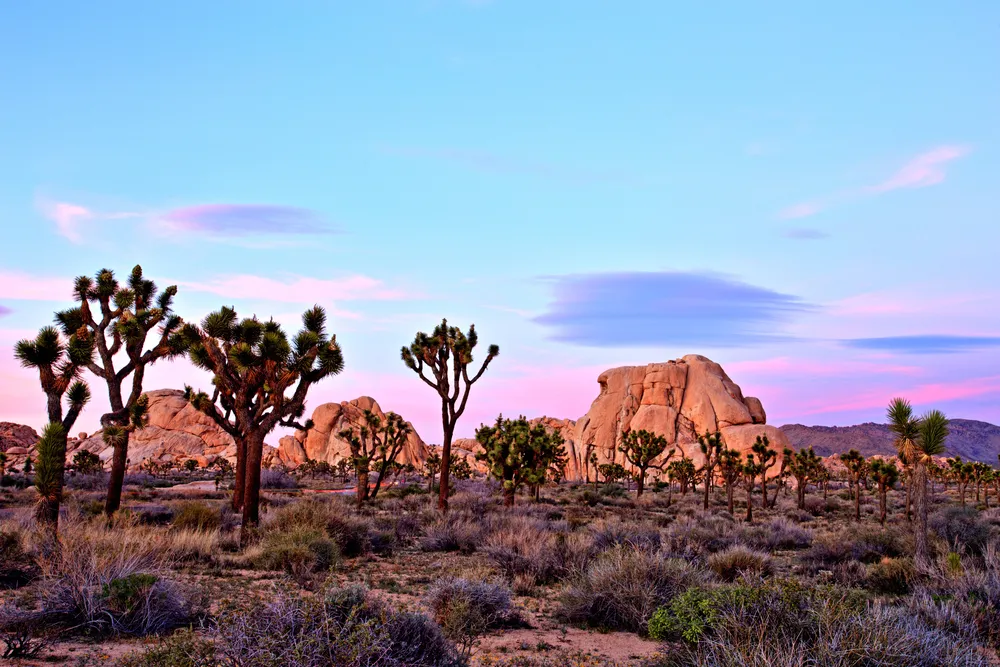 3278068-park-narodowy-joshua-tree.jpg