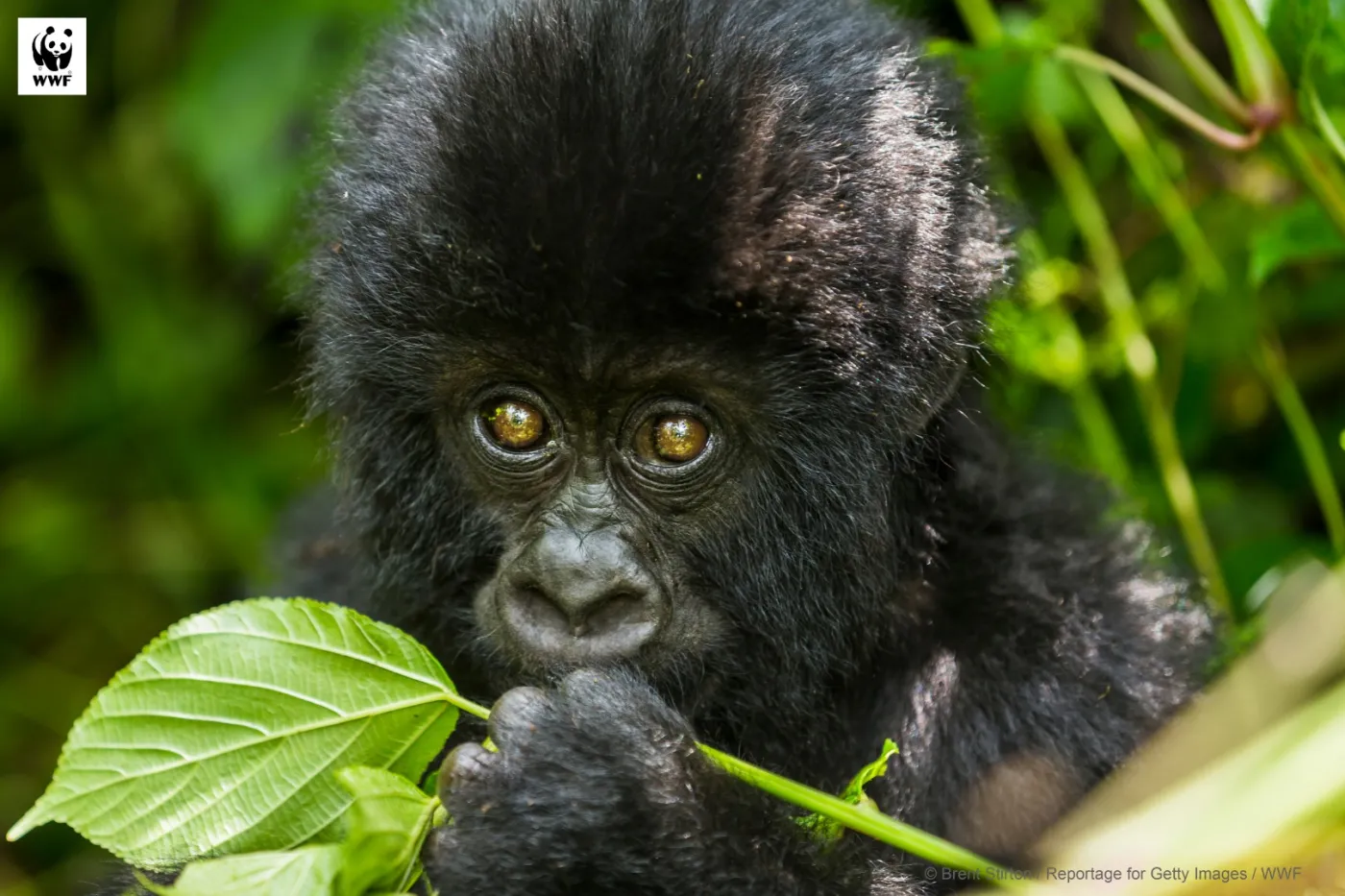Virunga National Park_WWF