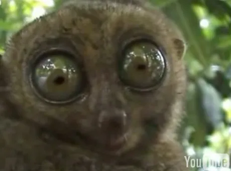Strach lemura ma wielkie oczy