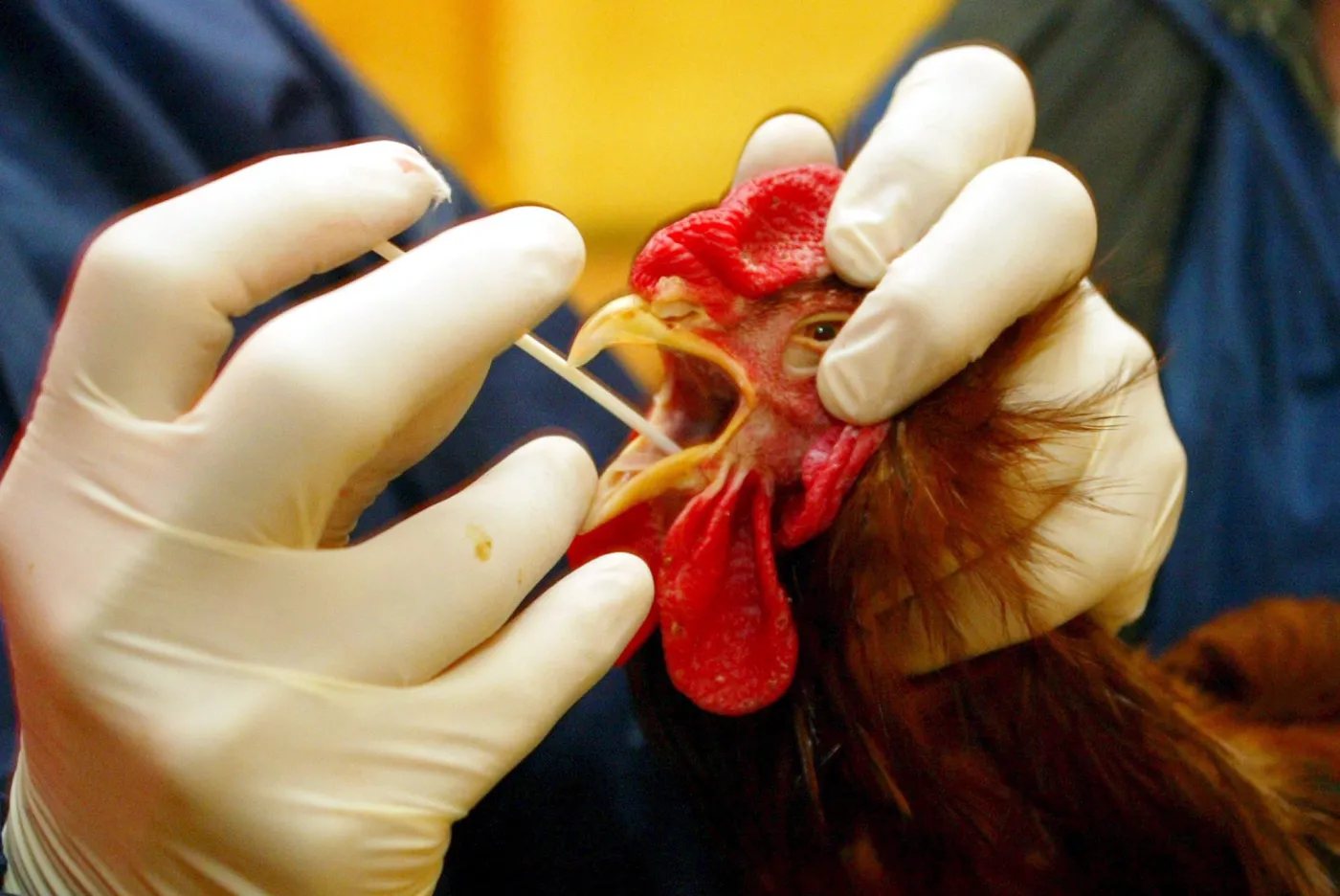 italy_bird_flu_26977a_39126.jpg