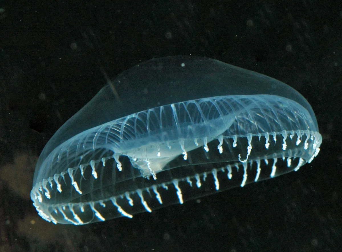 białko meduza