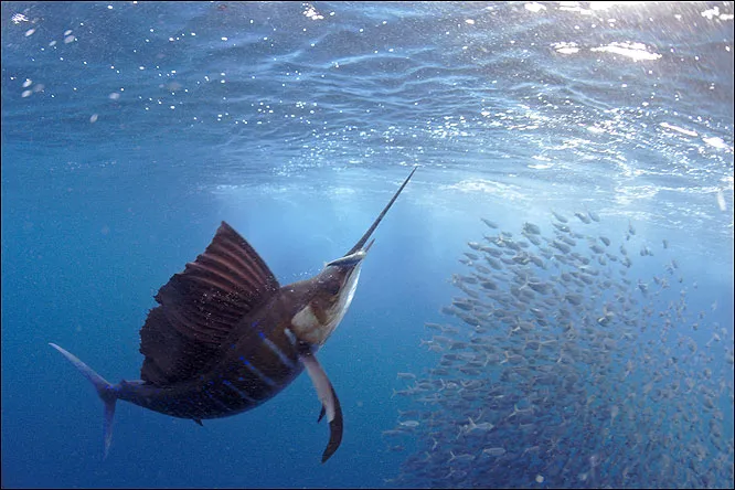 fr_wildlife002_133394a_701644.jpg