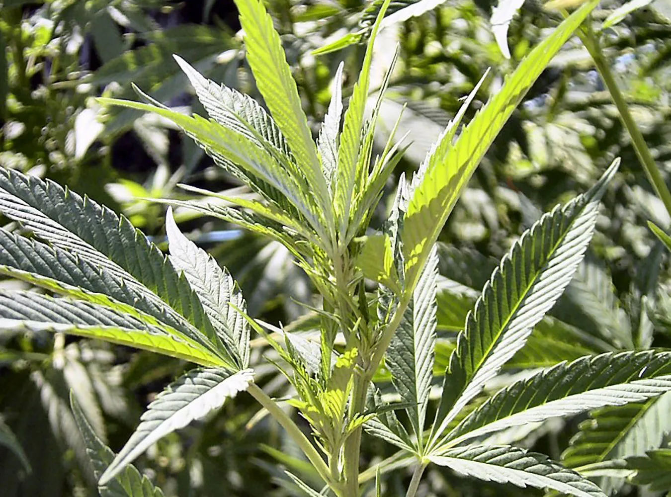 Marihuana w Polsce powinna być legalna