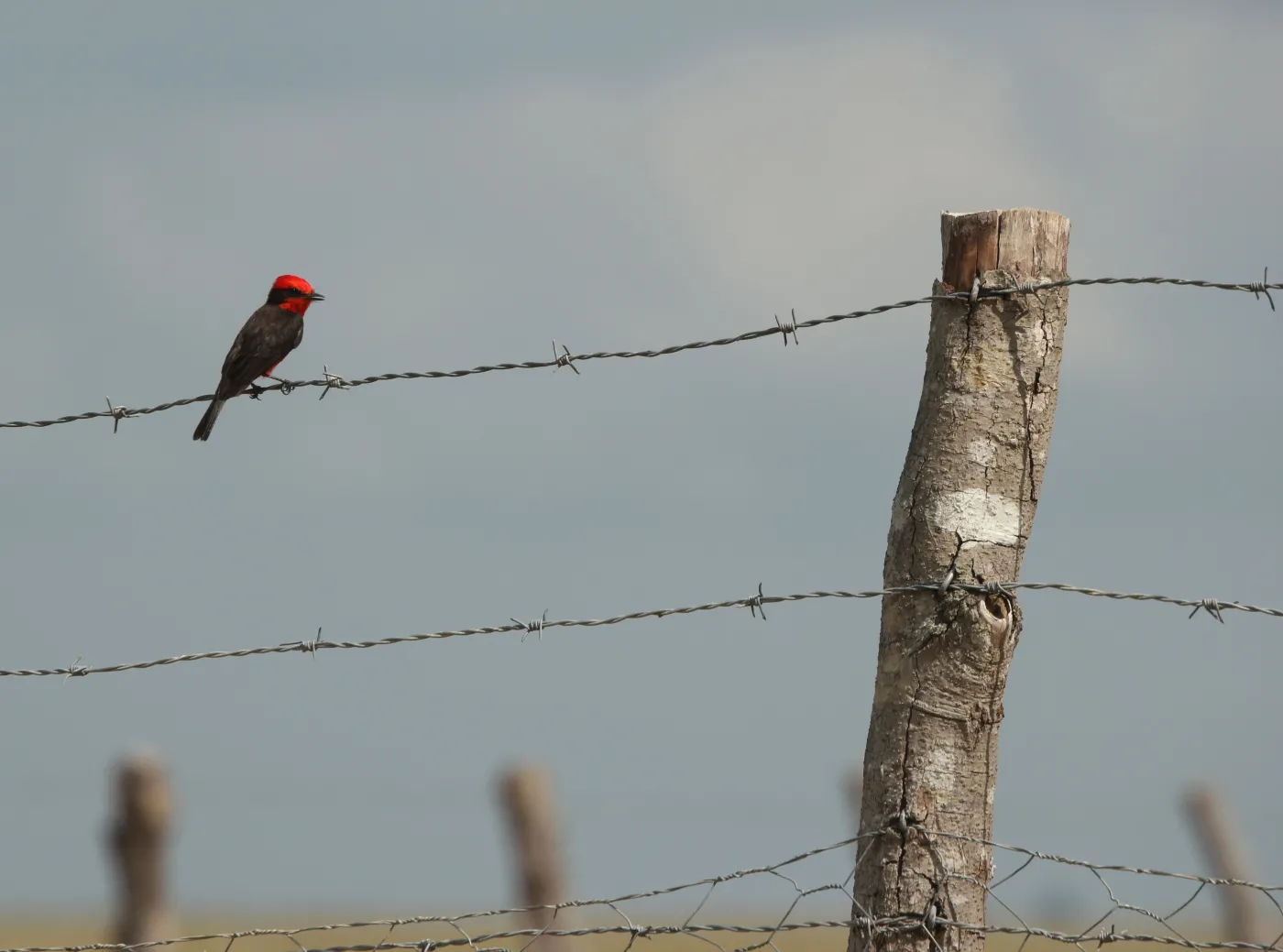 2136466-wenezuela-los-llanos.jpg