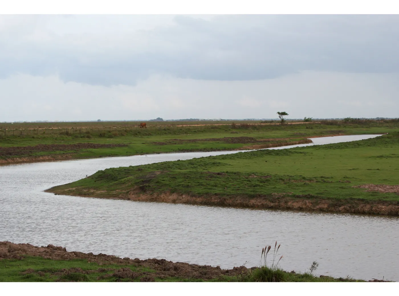 2136541-wenezuela-los-llanos.jpg