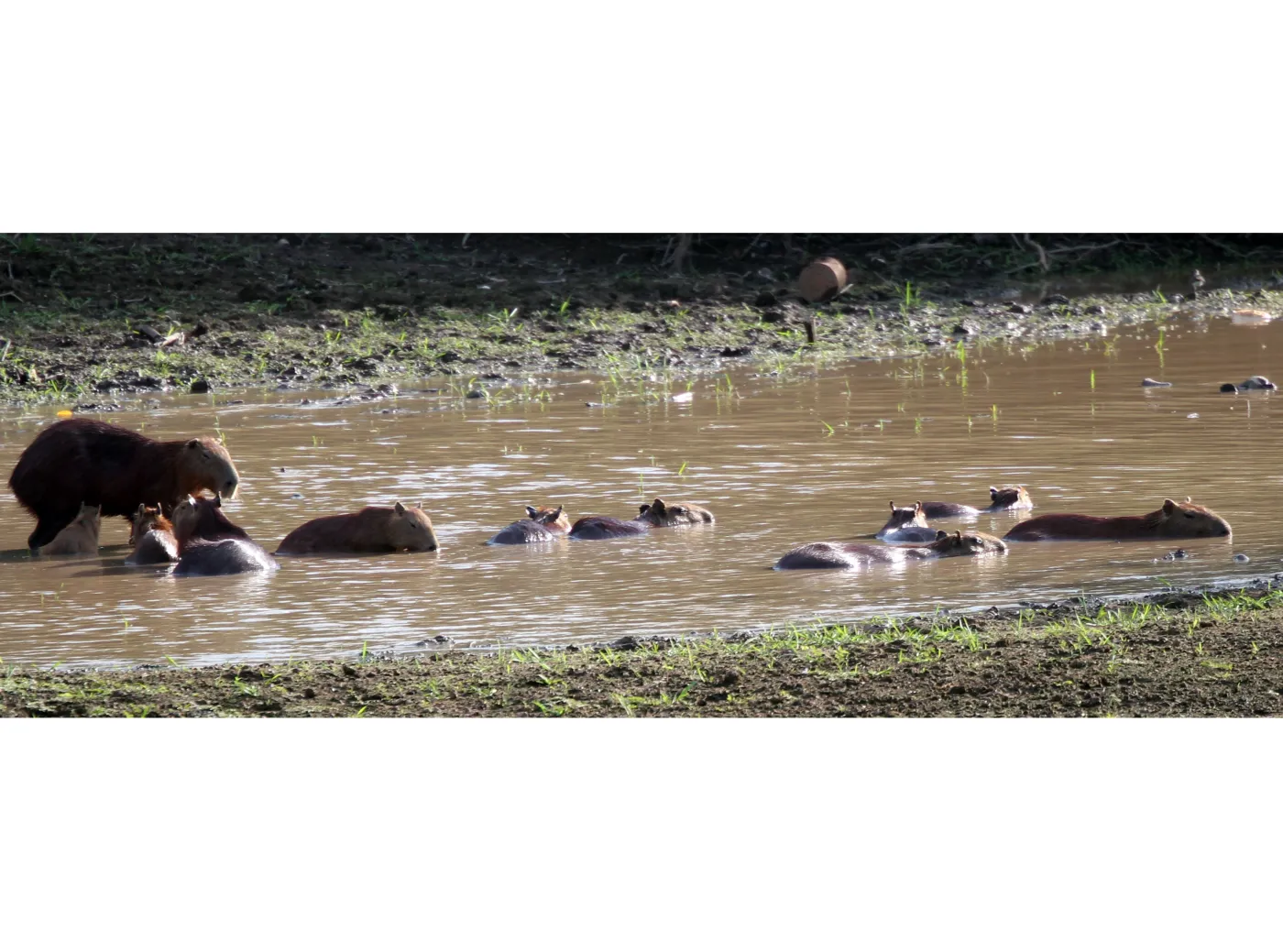 2136616-wenezuela-los-llanos.jpg